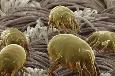 Australian tea tree essential oil shower gel removes mites, removes acne, and keeps skin healthy(pic4) picture