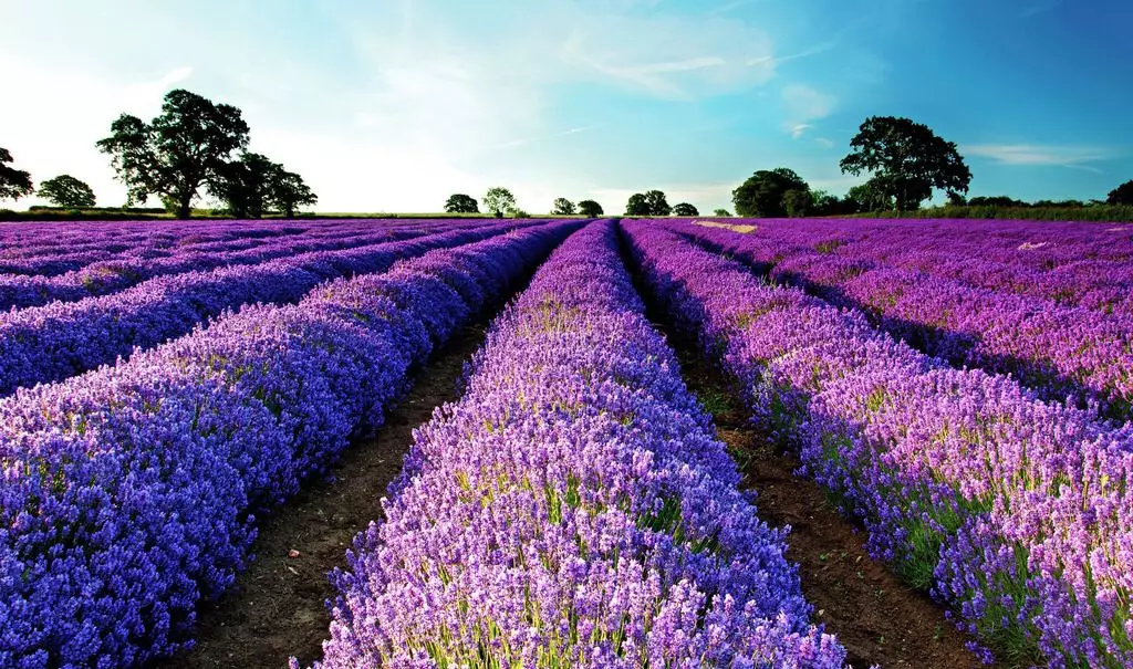 Not sleeping well, not sleeping well? Try lavender essential oil aromatherapy (Figure 5 ) Not sleeping well, not sleeping well? Try lavender essential oil aromatherapy